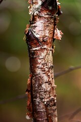 Vertical closeup of a tree branch with cracked bark