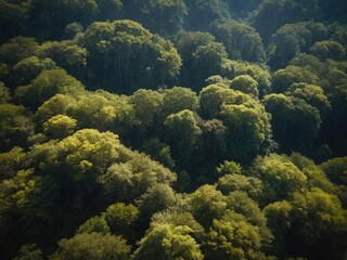 Fototapeta na wymiar Aerial view of Earth's forests and fields