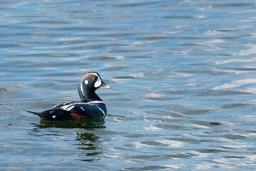 Harlequin Duck On Blue Water