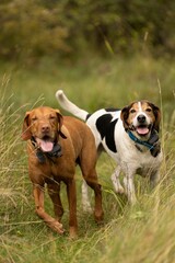 Close up of two dogs a Halden Hound and a Vizsla running next to each other in a dense forest