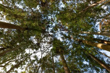 Low angle shot of a majestic landscape of tall green trees against a backdrop of the clear blue sky