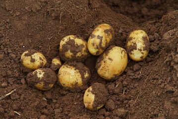 Fresh potatoes harvesting from the soil in a rural environment