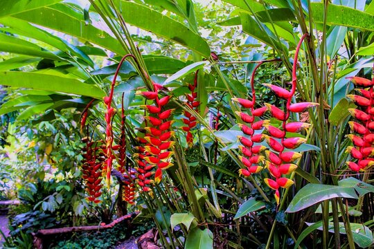 Close-up of Heliconia rostrata in daylight