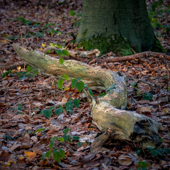 death tree branch on the forrest floor