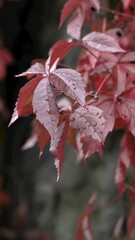 Red fall leaf with water drops