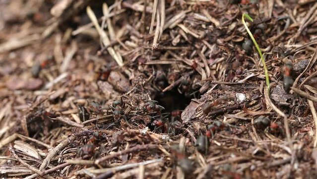 Work and life of forest ants in an anthill