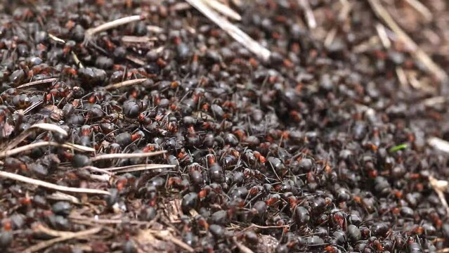 Work and life of forest ants in an anthill