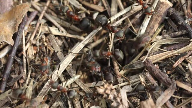 Work and life of forest ants in an anthill