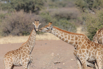 One giraffe licking another giraffe