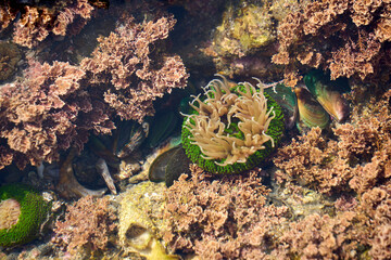 【羽豆岬】海藻の中のカラフルなイソギンチャクと貝