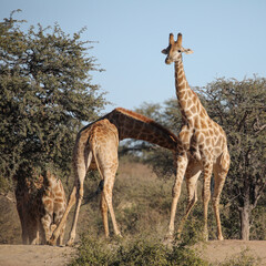 Giraffes fighting with their long necks