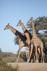 Three adult giraffe line up perfectly