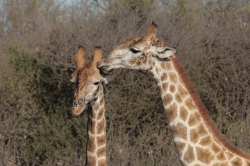 One giraffe licking another giraffe