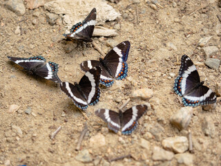Nuée de papillons amiral aux ailes noires et blanches sur un sol sablonneux © Joachim Beauvilain