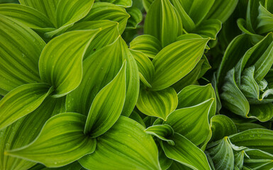 Green leaves pattern background, natural background. Close-up view of nature against the background of green leaves. Tropical leaf.