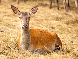 Chevreuil qui mâchouille et fait la moue avec une tête amusante assis dans paille