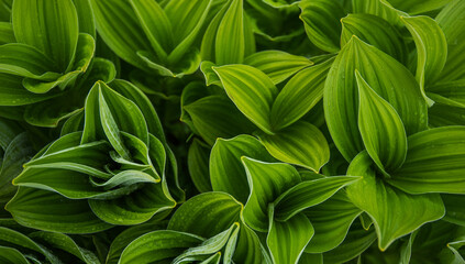 Green leaves pattern background, natural background. Close-up view of nature against the background of green leaves. Tropical leaf.