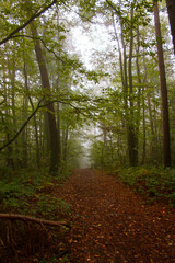 Obraz premium path in the woods