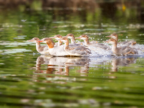 Maman canard et ses petits en train de barboter rapidement sur un lac canadien