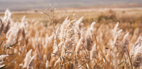 Dry reed field. Autumn. Reeds flower in the sunshine. Golden reed grass, pampas grass. Abstract...