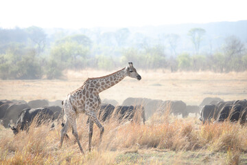 Giraffe walking in front of a herd of buffalo