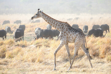 Giraffe walking in front of a herd of buffalo