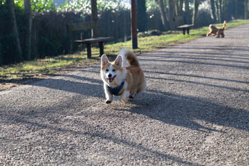 Un corgi court sur pattes fait un sprint