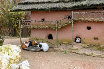 Village de maisons de cochons d'Inde