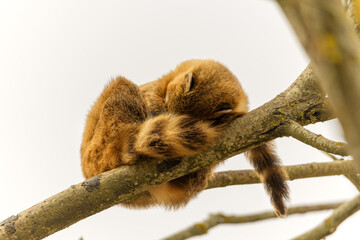 Naklejka premium Jeune ourson lémurien coati roux qui dort sur une branche la tête enfouie dans sa queue touffue