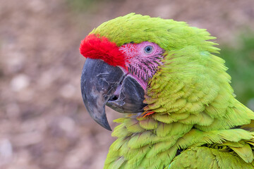 Gros plan sur un tête de perroquet ara de Buffon vert et rouge vu de profil