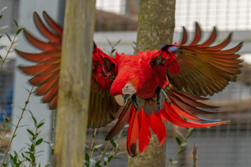 Perroquet  ara rouge en train de décoller