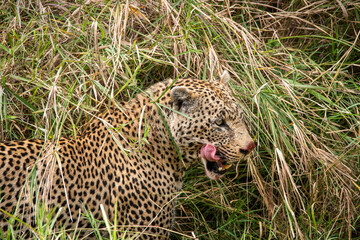 Leoparden (Panthera pardus) sitzt im hohen Gras und faucht, Maul ist offen, Man sieht die Zähne...