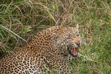 Leoparden (Panthera pardus) sitzt im hohen Gras und faucht, Maul ist offen, Man sieht die Zähne und die blutige Nase - obrazy, fototapety, plakaty