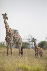 Naklejka na ściany i meble Baby giraffe with its mother
