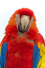 Perroquet ara rouge de face