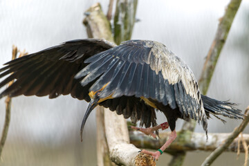 Ibis à face noire qui se cache derrière ses ailes déployées vers l'avant