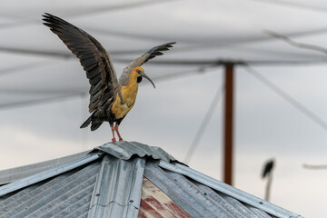 Ibis à face noire qui déploye ses ailes debout sur un toit métallique