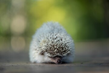 Close-up view of a small hedgehog with its head drooping down in a natural environment