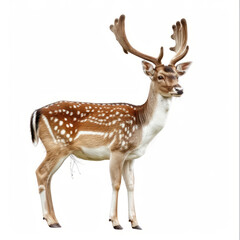 Naklejka na ściany i meble High-quality Fallow deer photo