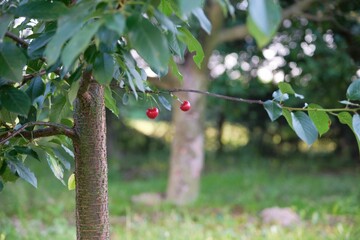 Lush green fruit tree with juicy, ripe cherry fruits dangling from its branches