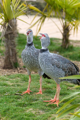 Deux oiseaux kamichi à collier piaillent en marchant