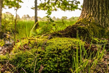 Lush green moss carpeting the base of a tree in a tranquil forest