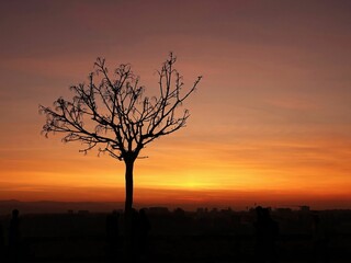 Fototapeta na wymiar Tree silhouette with city at sunset