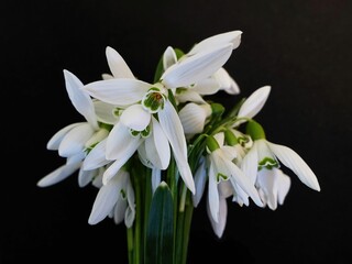 Coseup shot of blooming white snowdrop flowers on a black background