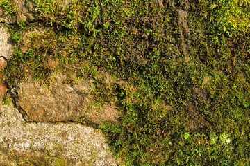 Beautiful shot of a moss-covered stone in a peaceful forest setting