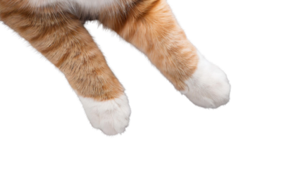 Isolated cat paws with transparent background. Pet kitten lying down photographed from above.