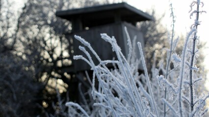 Close-up of icy flower stems with a watchtower in the background