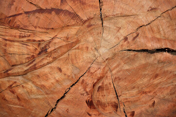 textura madeira rachada 