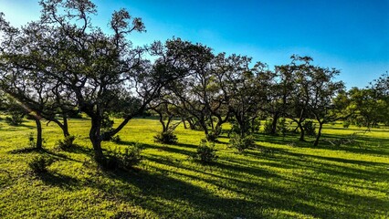 Idyllic landscape with a lush meadow with a cluster of trees growing in the foreground