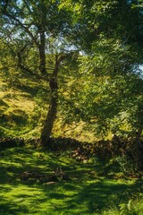 Fototapeta premium Stunning landscape of lush greenery in the warm sunlight